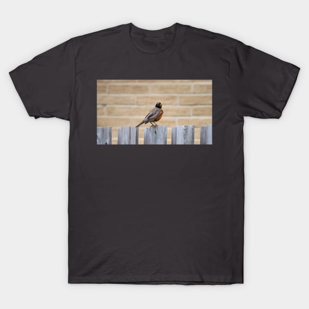 An American Robin Standing On A Fence In My Backyard T-Shirt by BackyardBirder